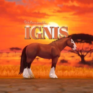 Ignis