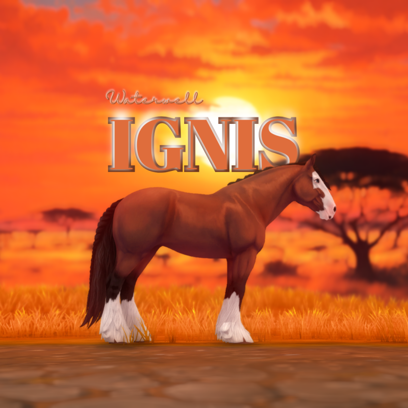 Ignis
