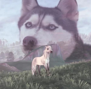 Northern Woof