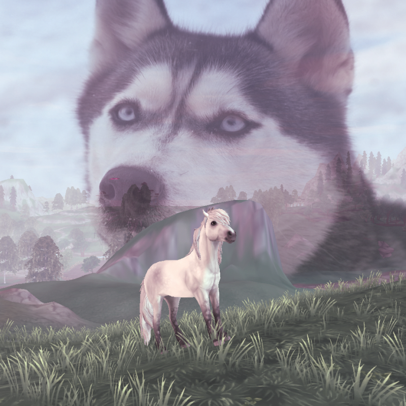 Northern Woof