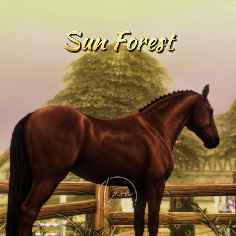 Sun Forest