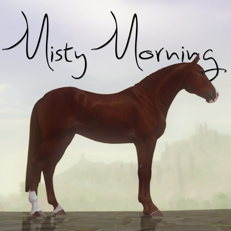 Misty Morning