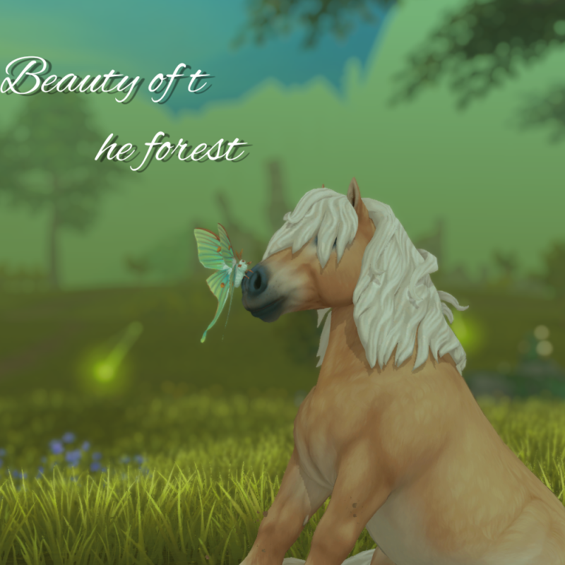 Beauty of The Forest