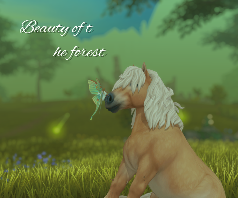 Beauty of The Forest