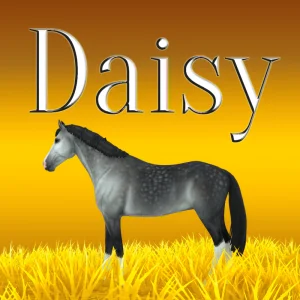 Daisy – 🌻💛🌼🧡